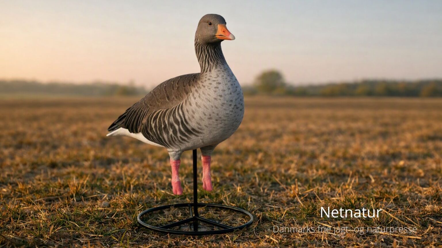 Netnatur