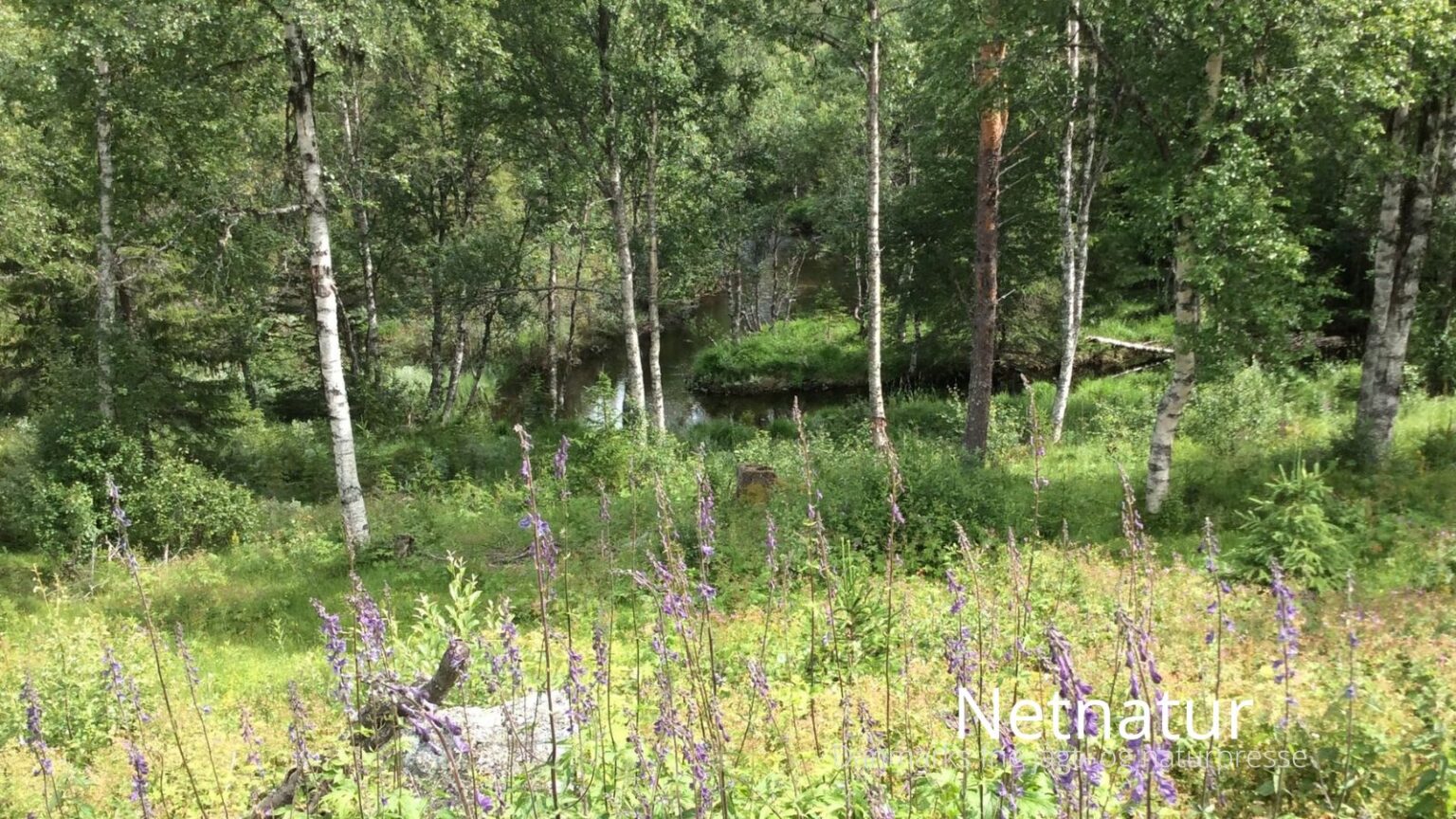 Netnatur30