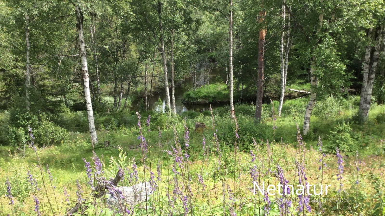 Netnatur30
