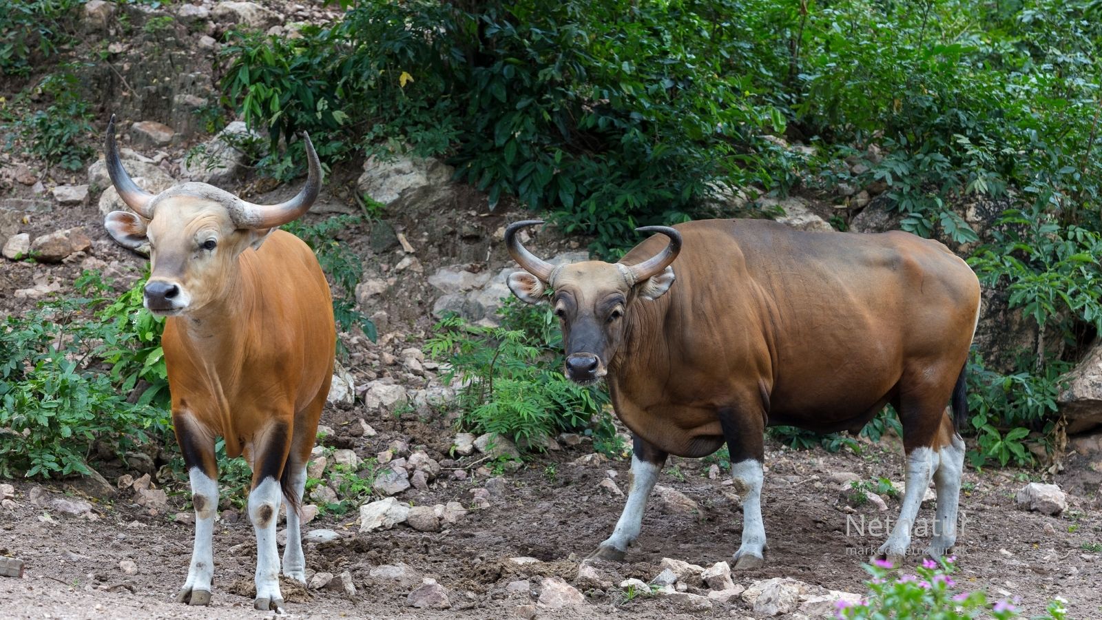 Banteng hunting52