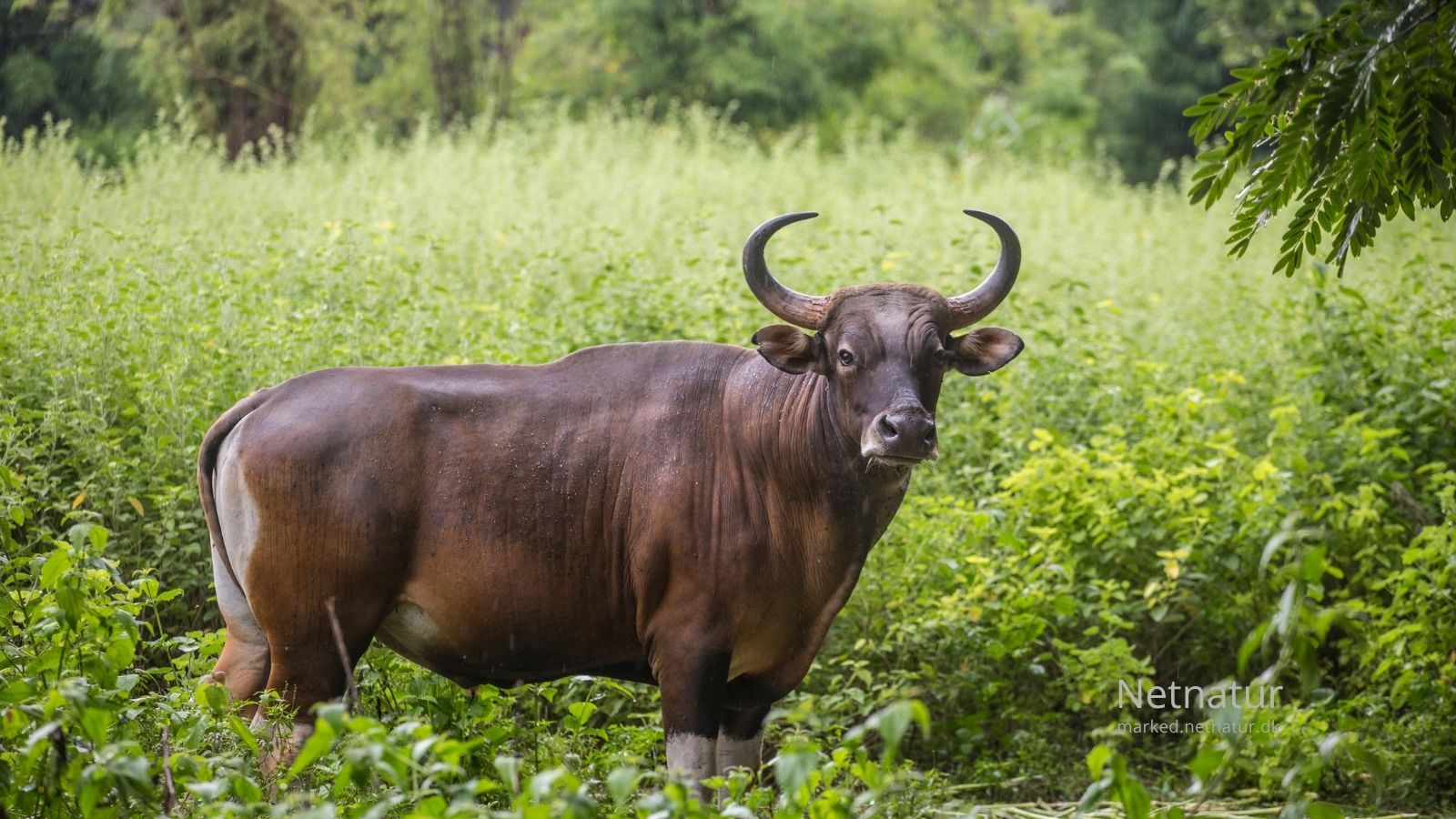 Banteng-hunting53-1