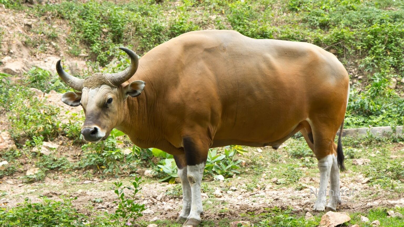 Banteng-hunting54-1