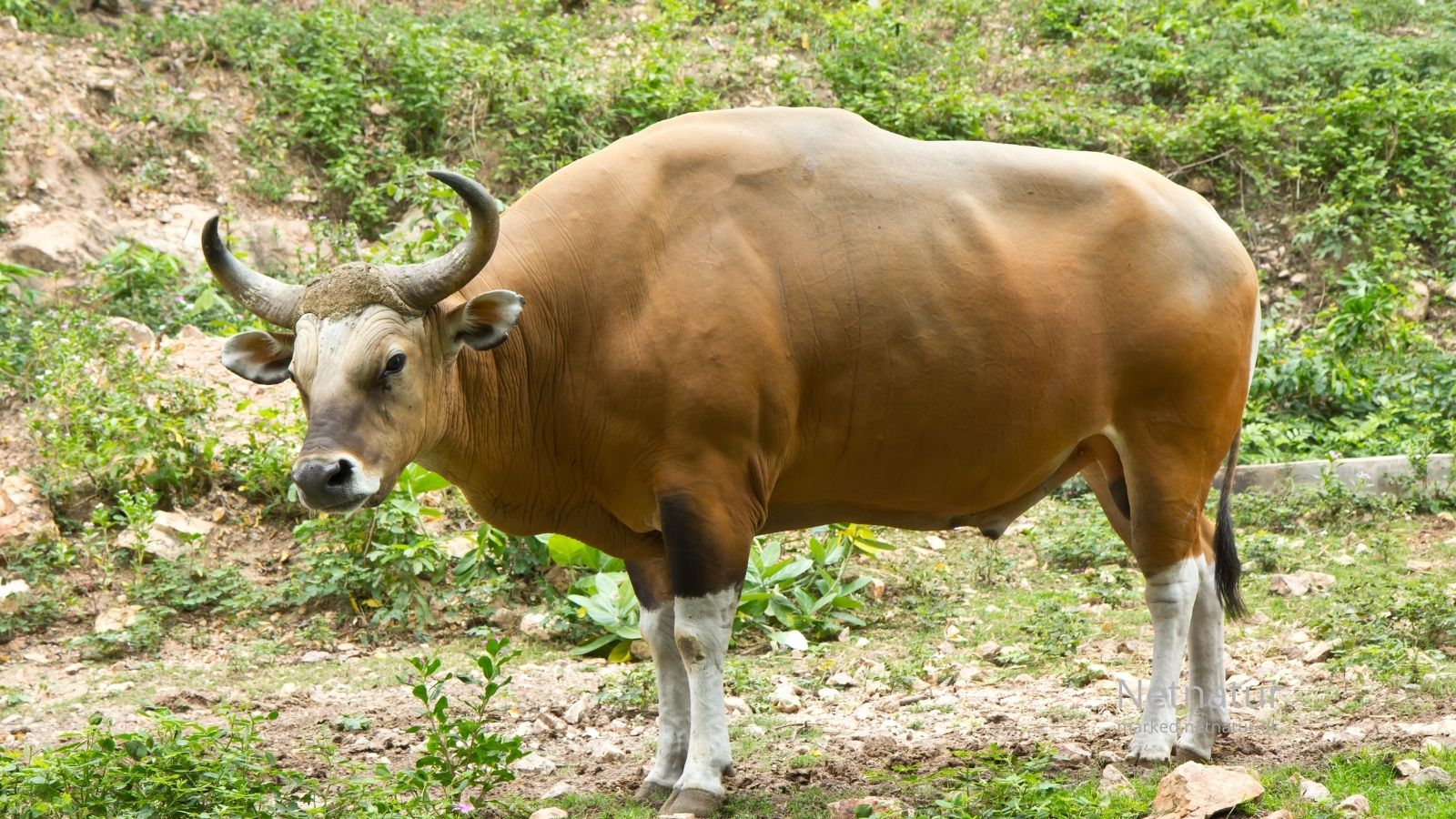 Banteng-hunting54-1