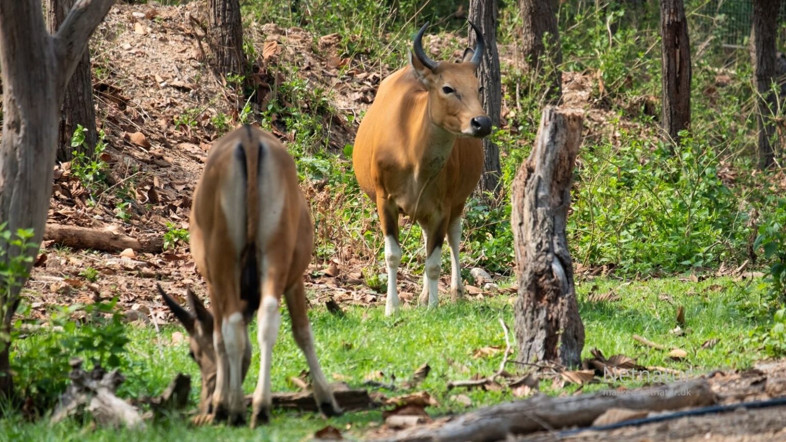 Banteng hunting58