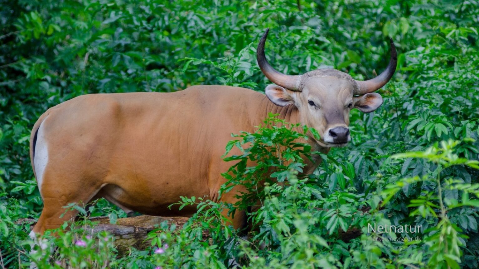 Banteng-hunting59-1
