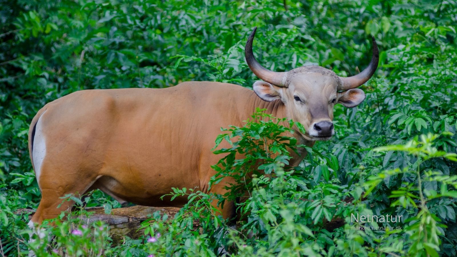 Banteng-hunting59-1