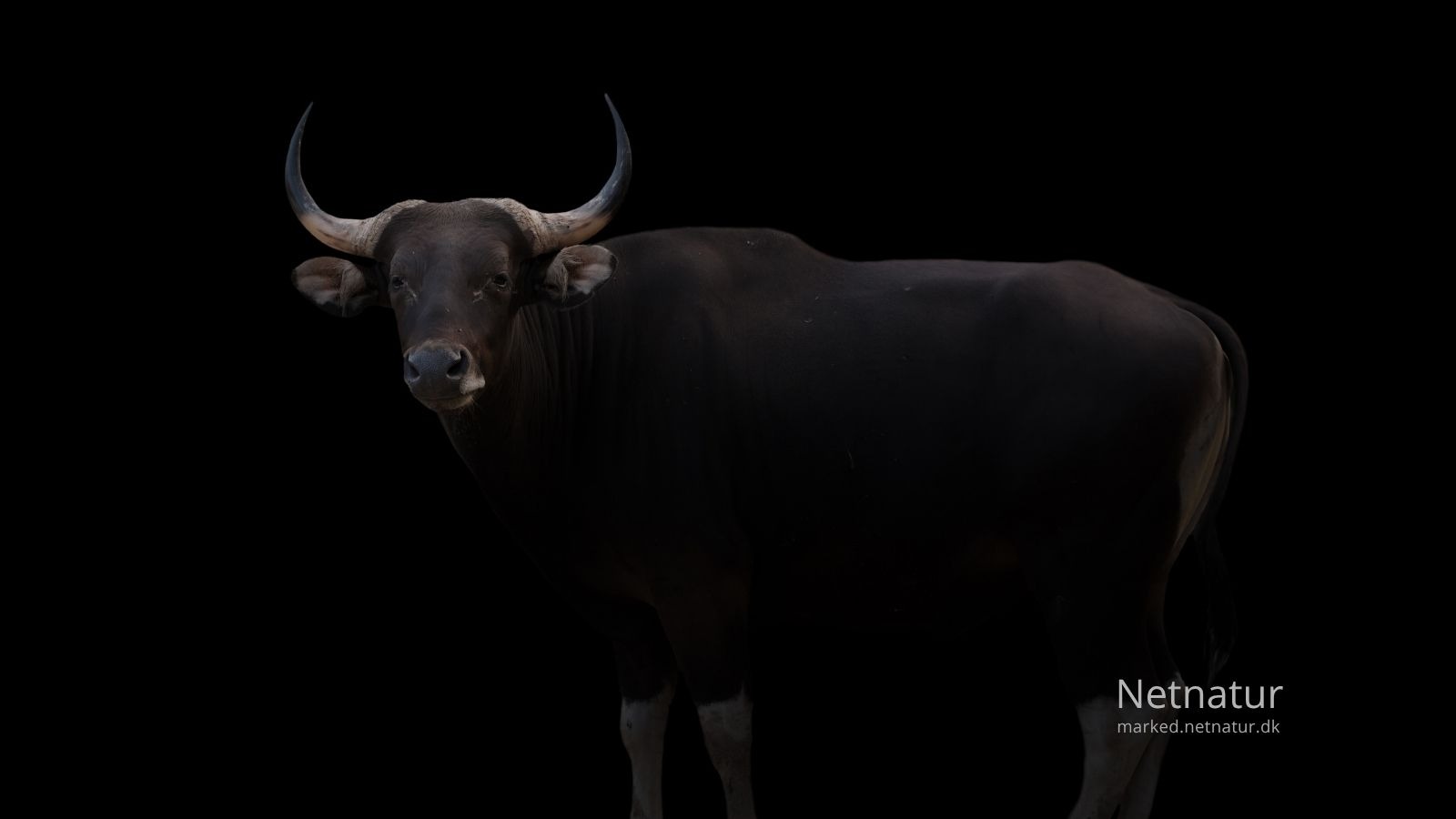 Banteng hunting60