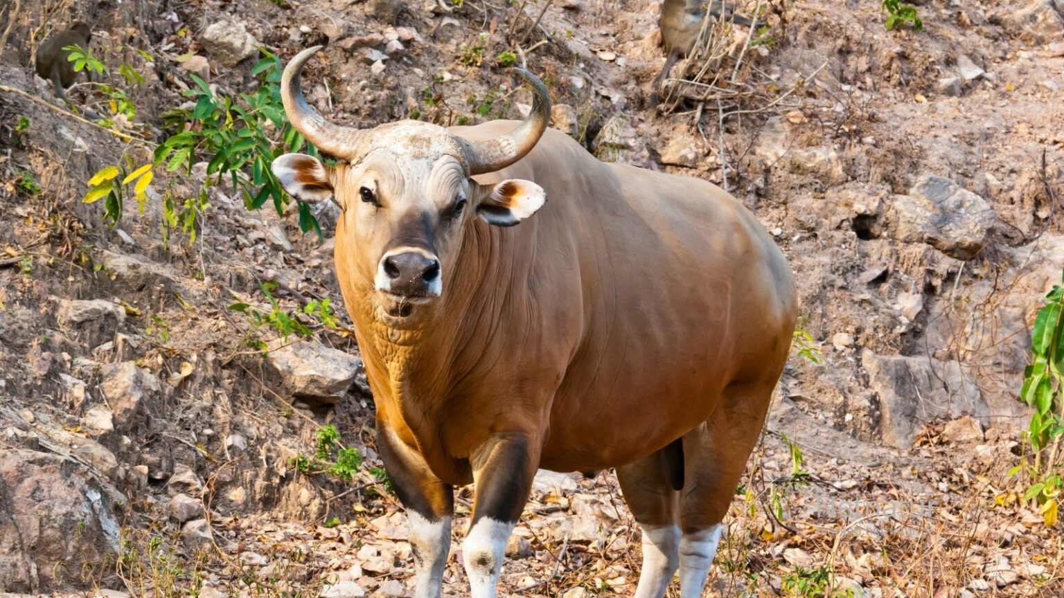 Banteng-hunting61-1