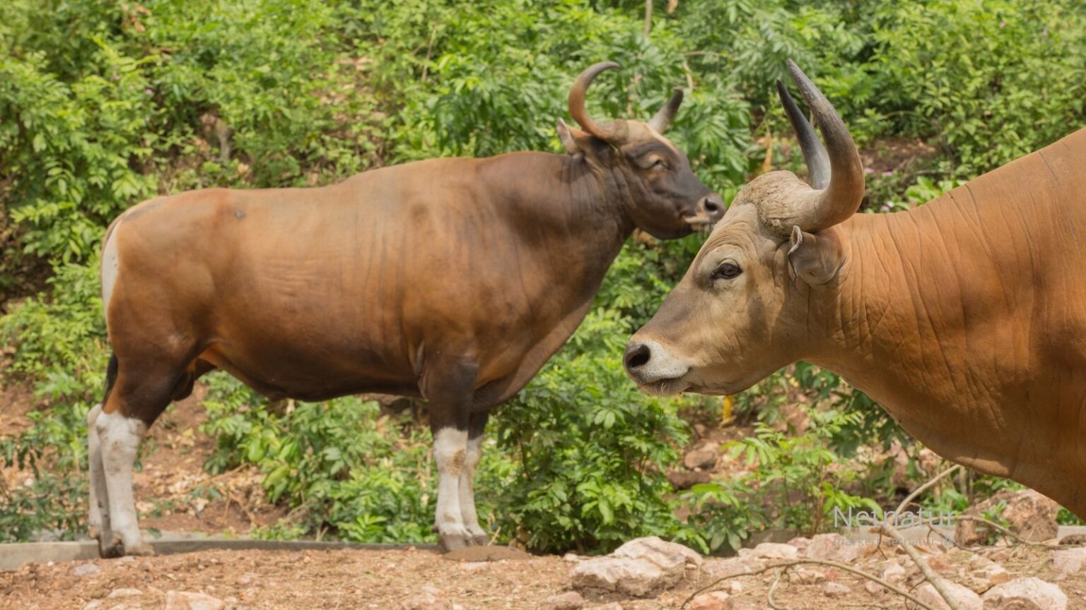 Banteng hunting62
