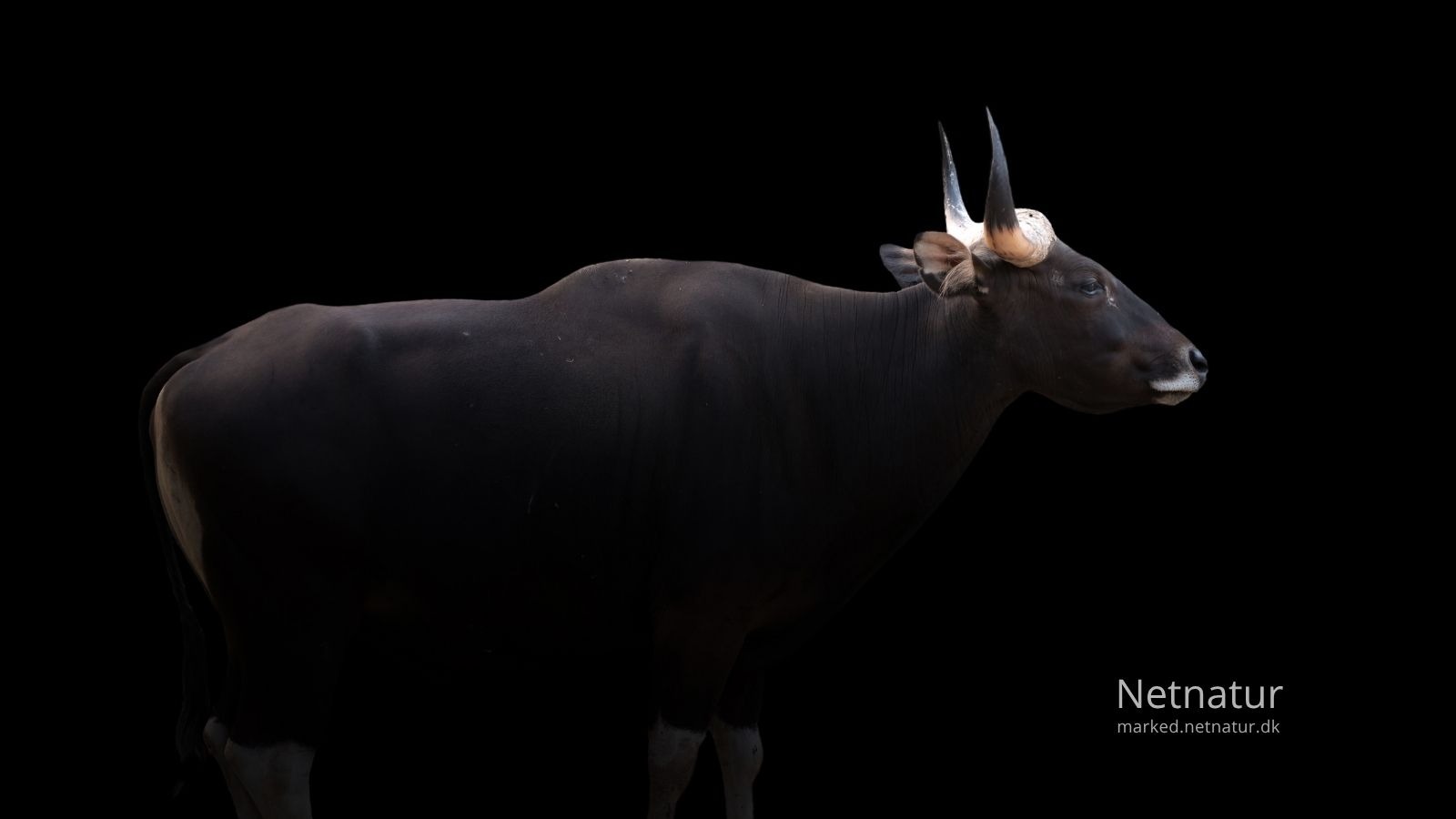 Banteng hunting63