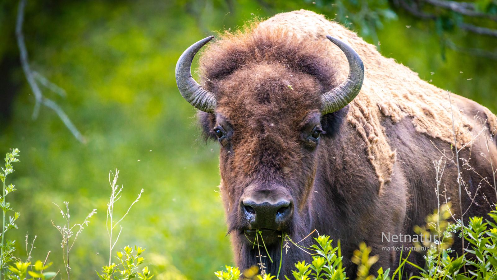 Bison1