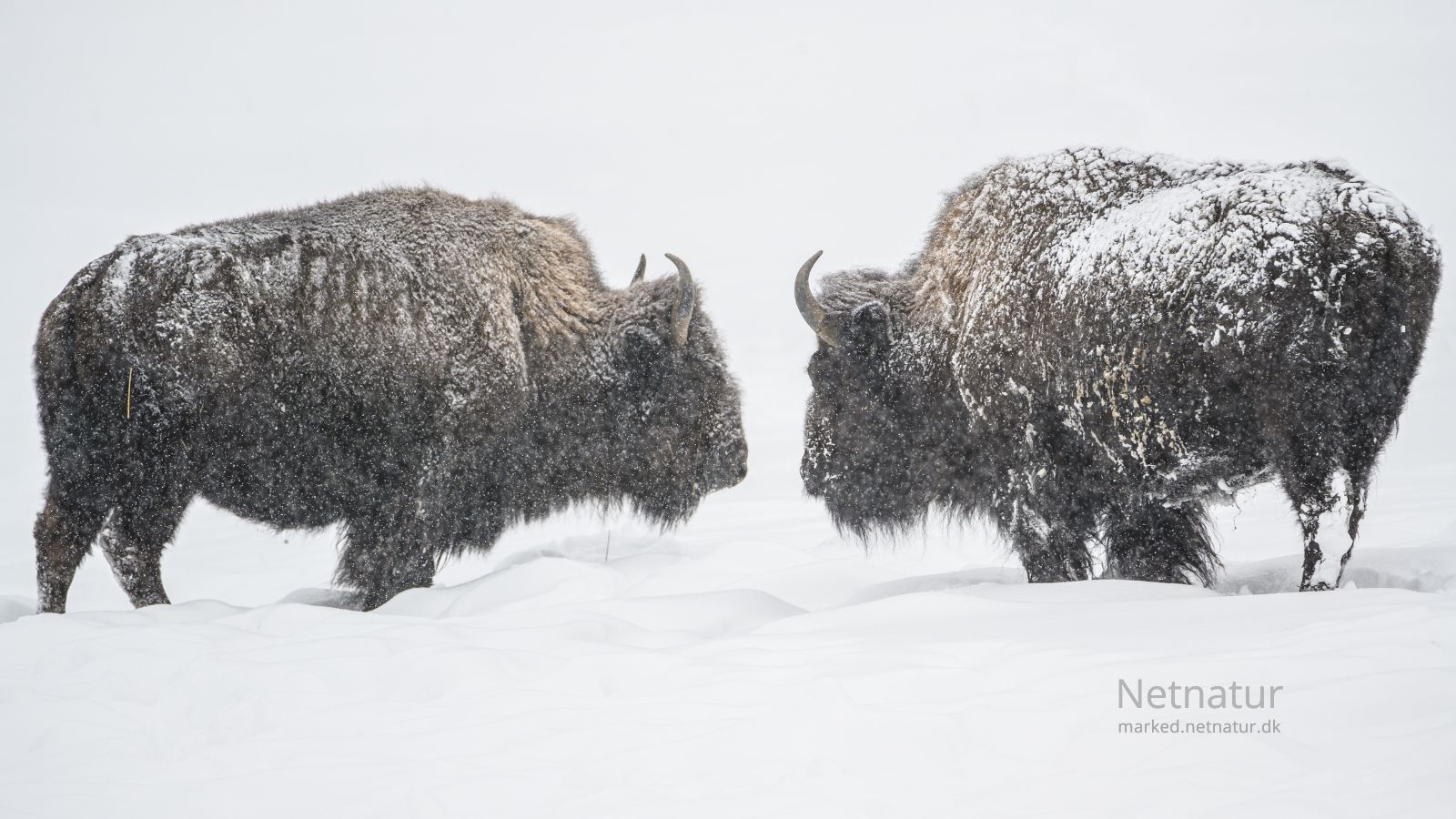 Bison10