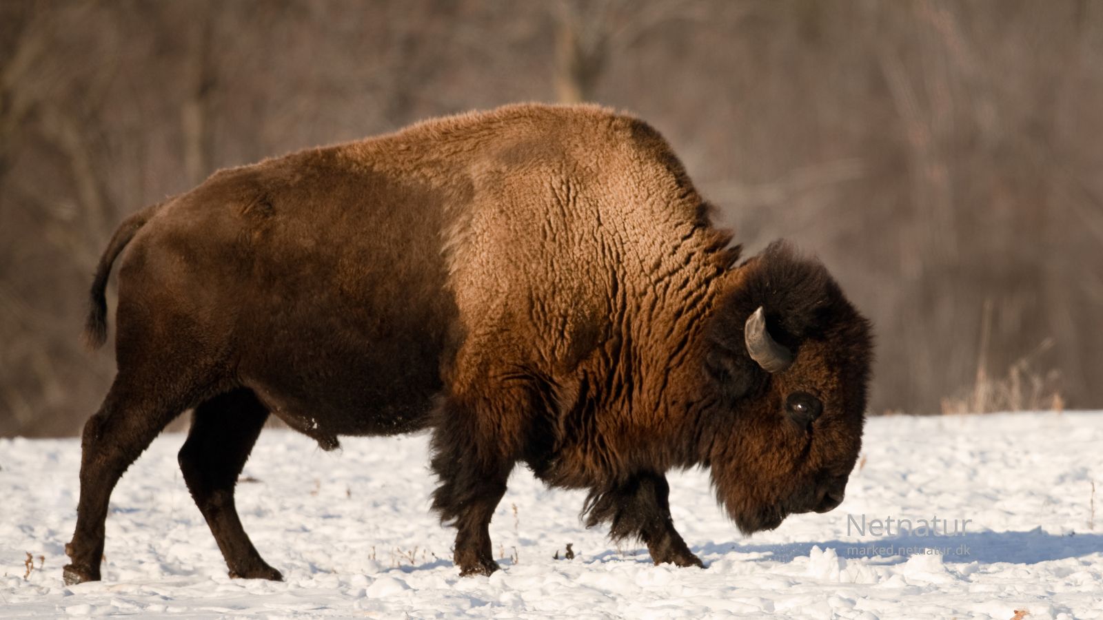 Bison11