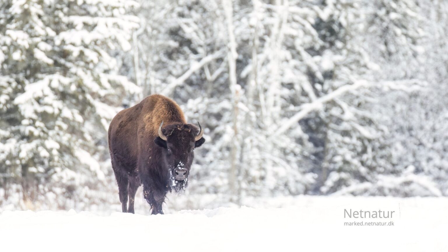 Bison13