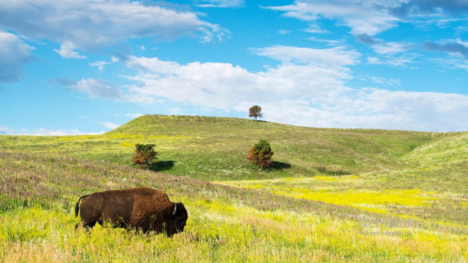 Bison14
