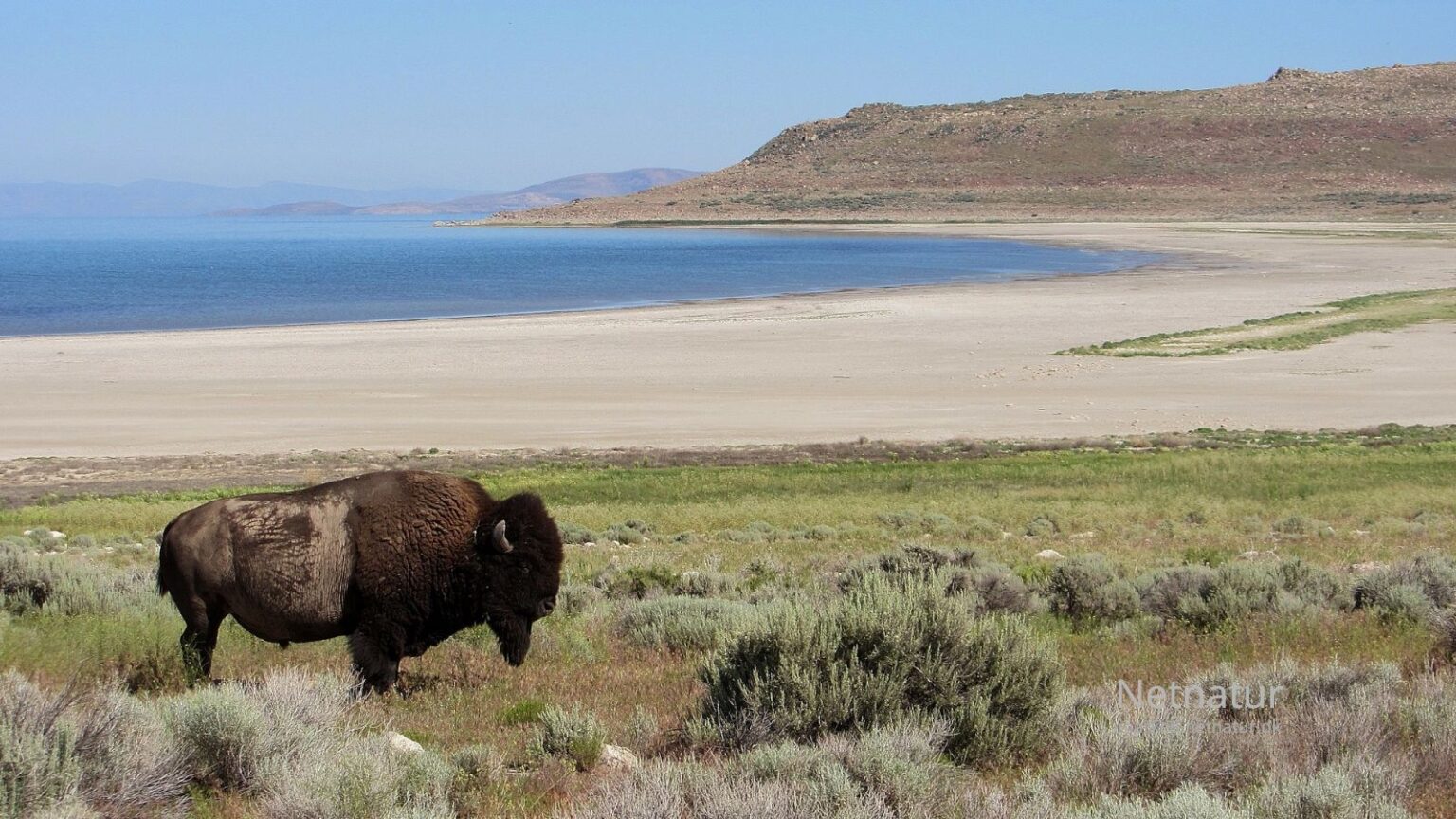 Bison15