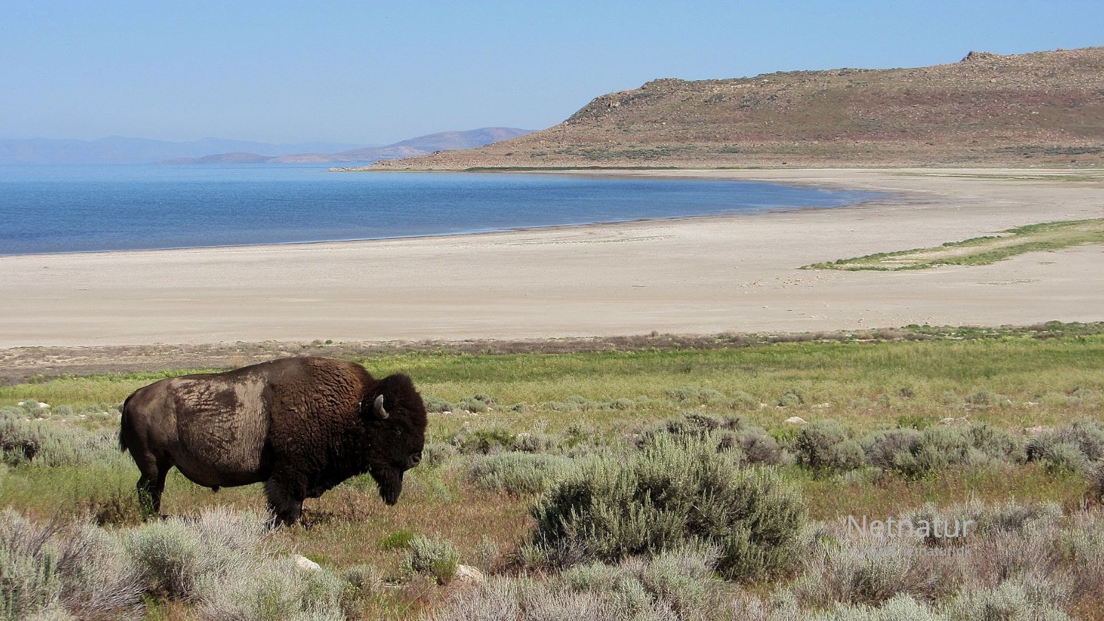 Bison15