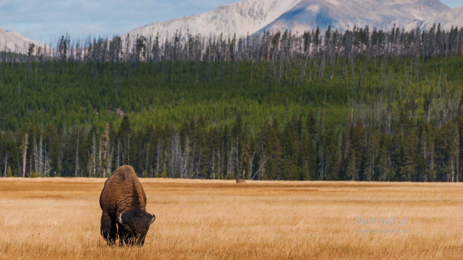 Bison16