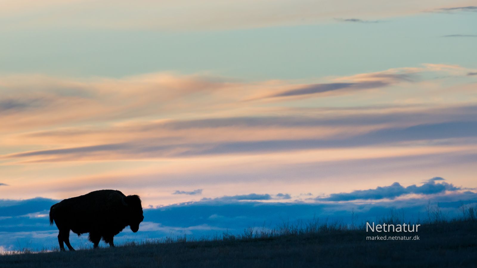 Bison17