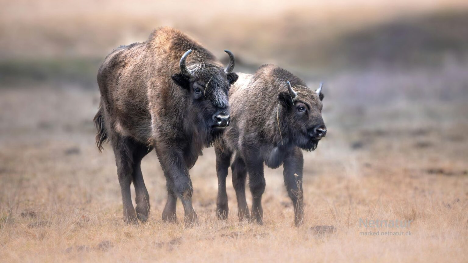 Bison18