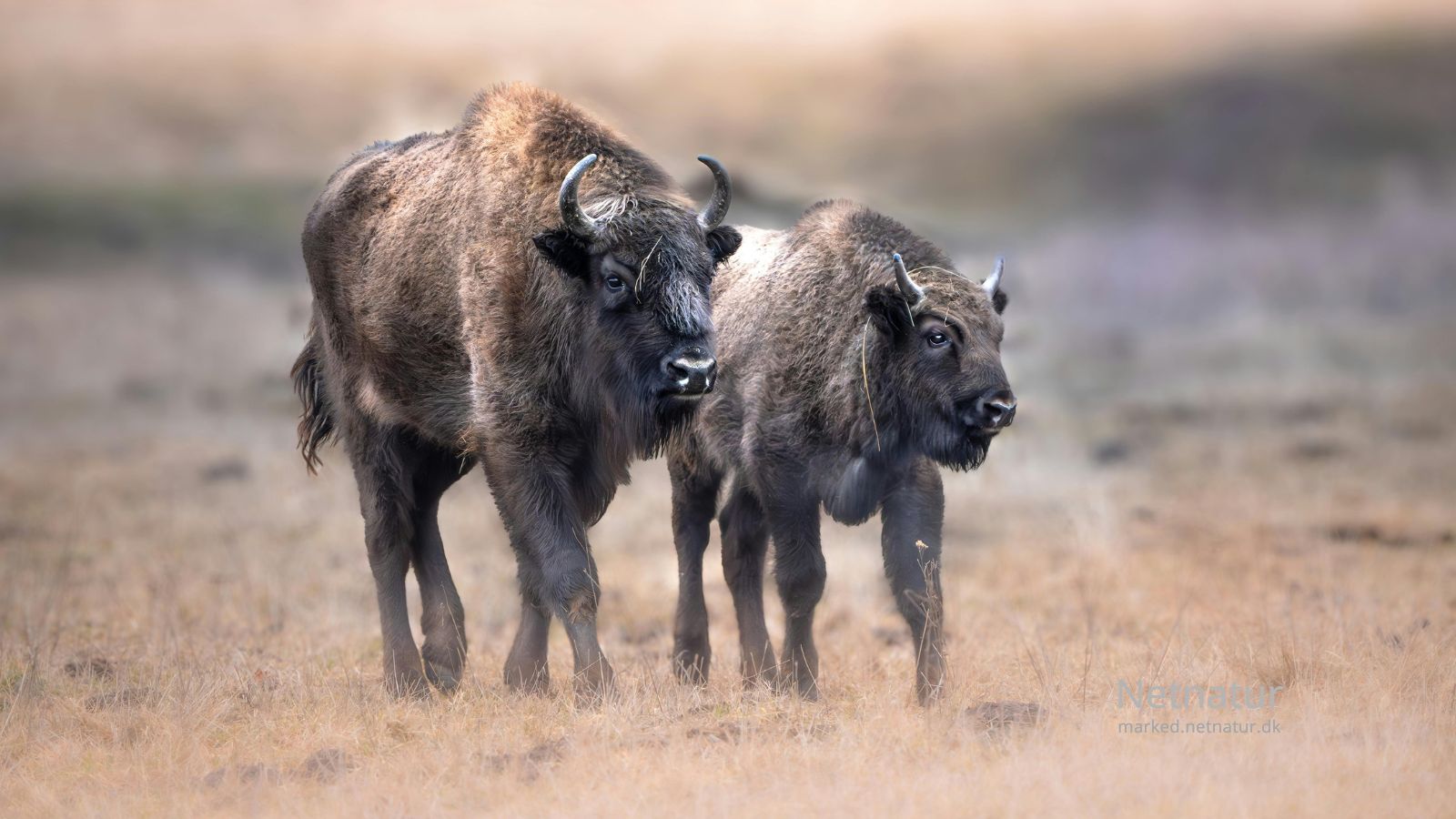 Bison18