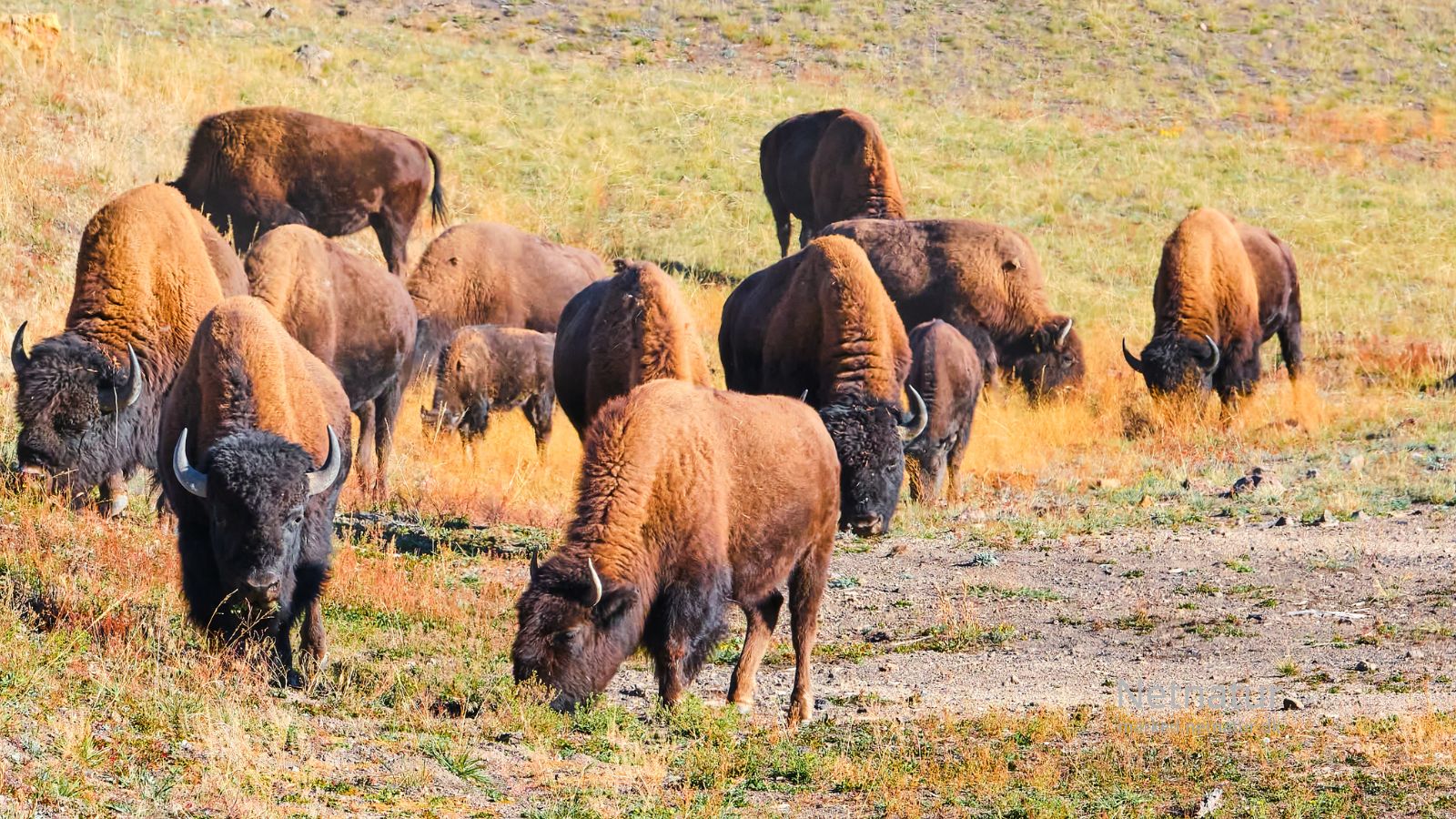 Bison19-1