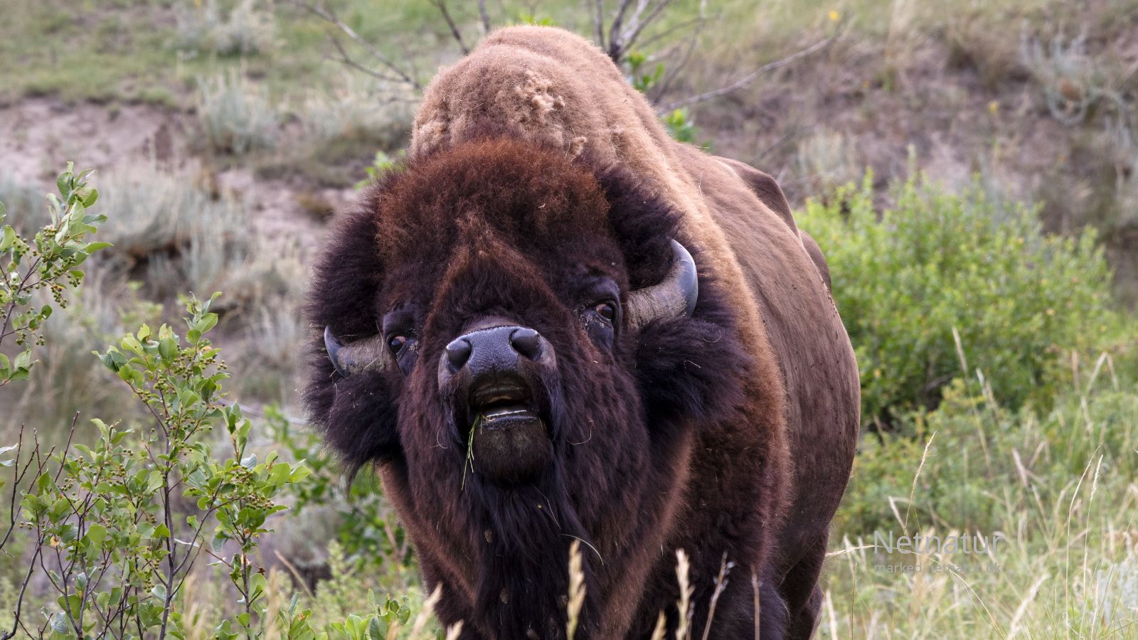 Bison2