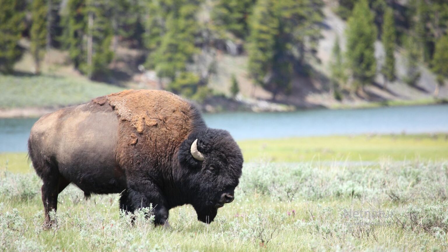 Bison20