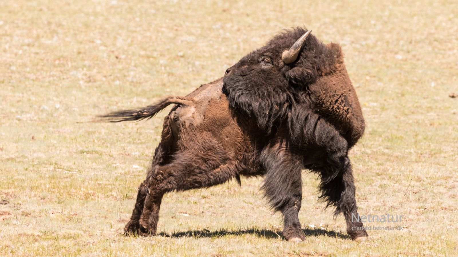 Bison21