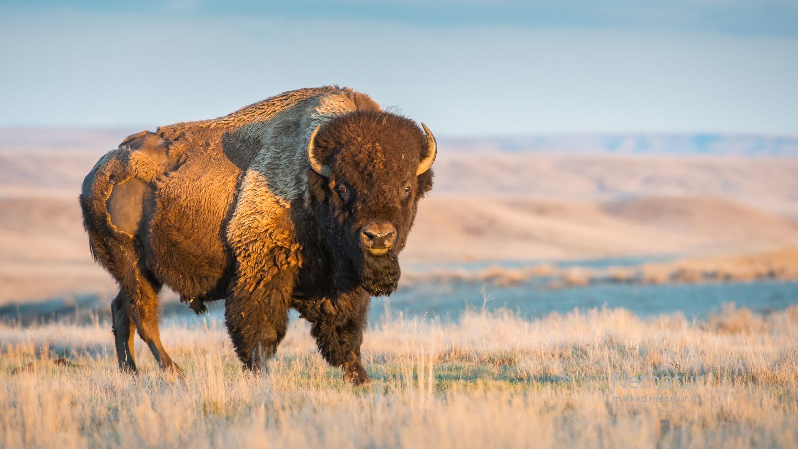 Bison23