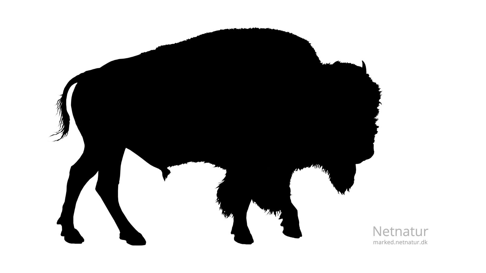 Bison24
