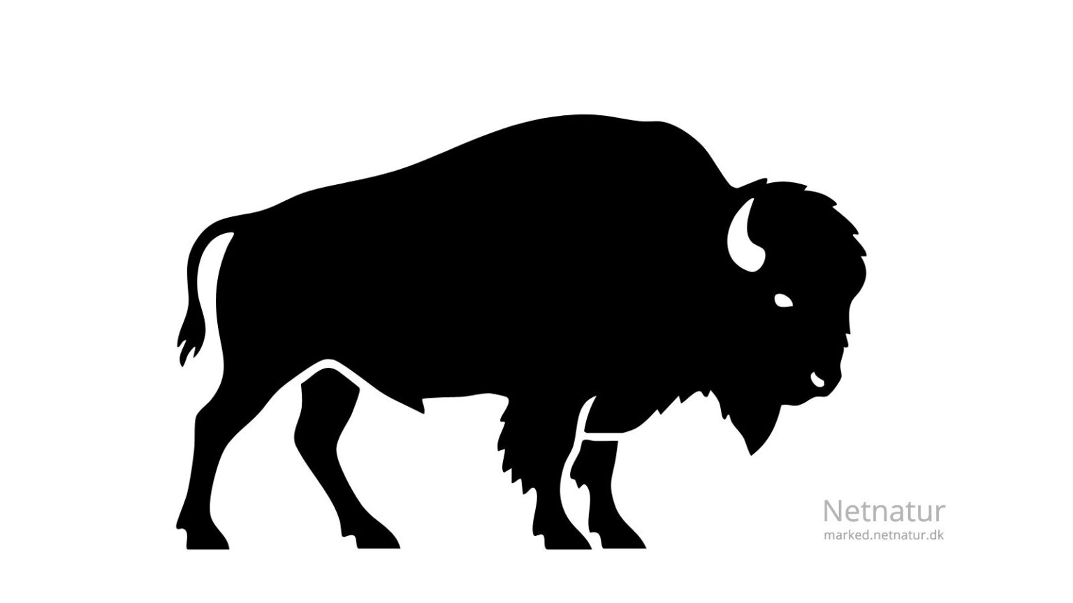 Bison26