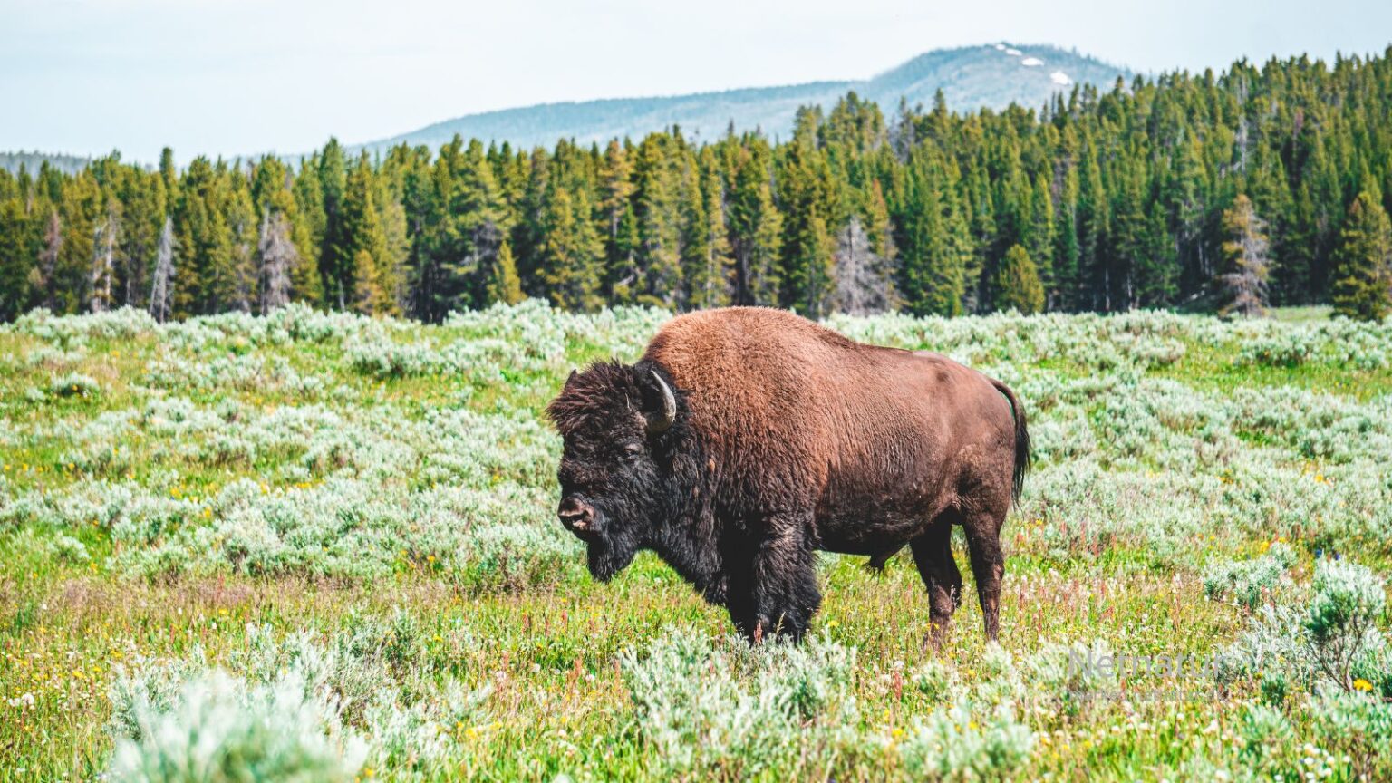 Bison3