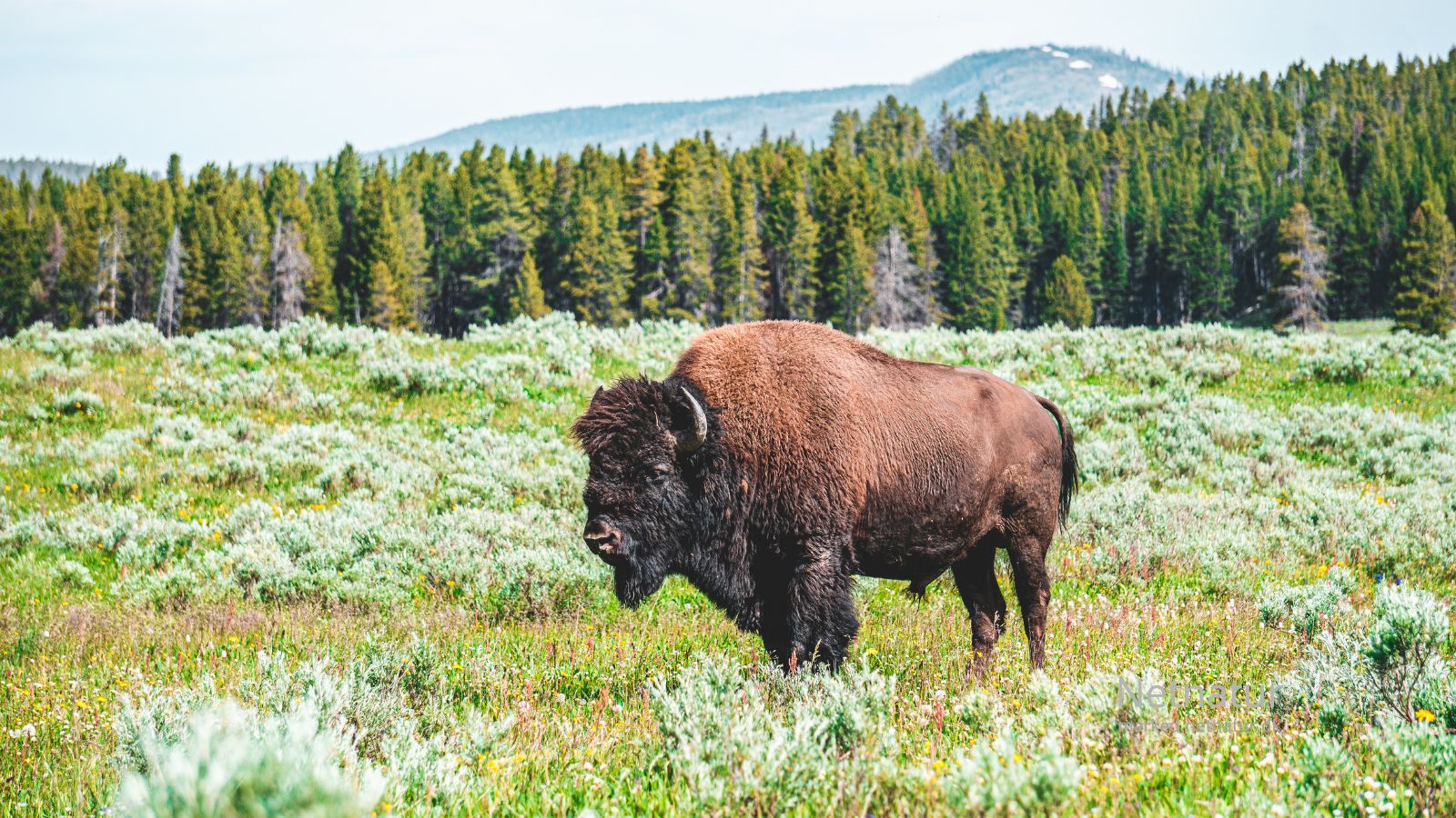 Bison3