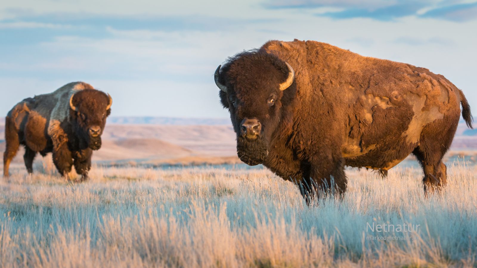 Bison4