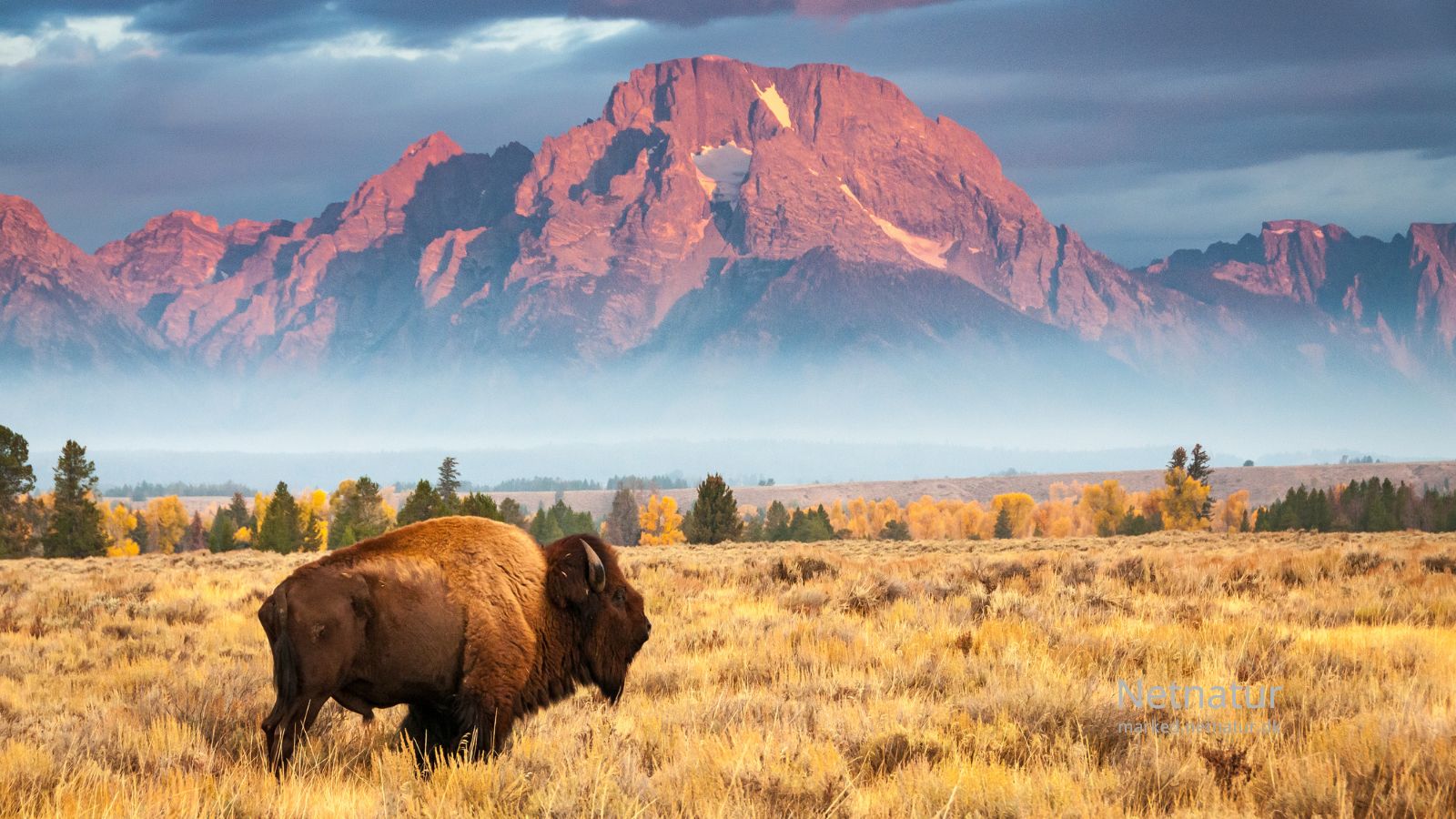 Bison5