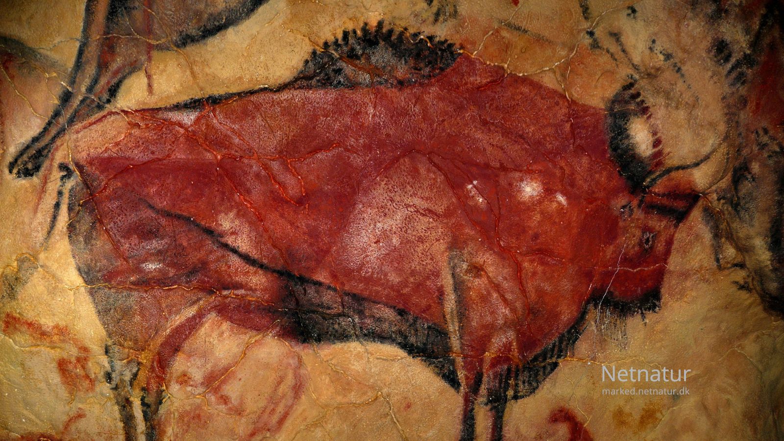 Bison7
