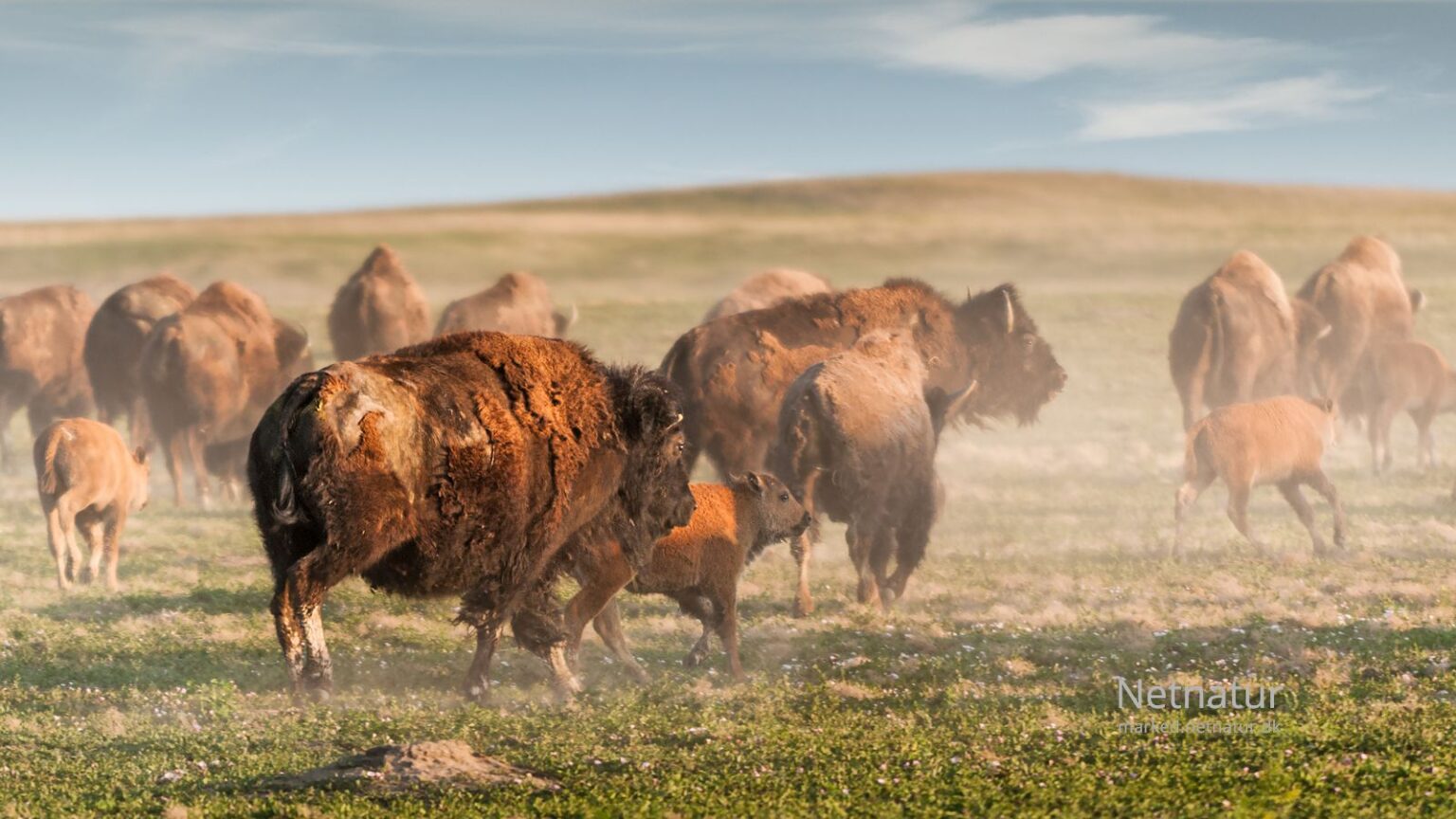 Bison8