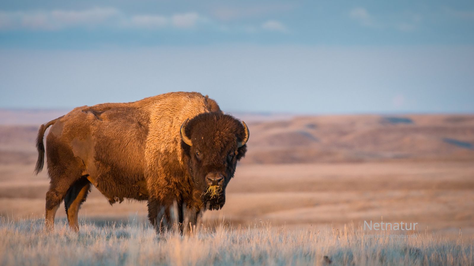 Bison9-1