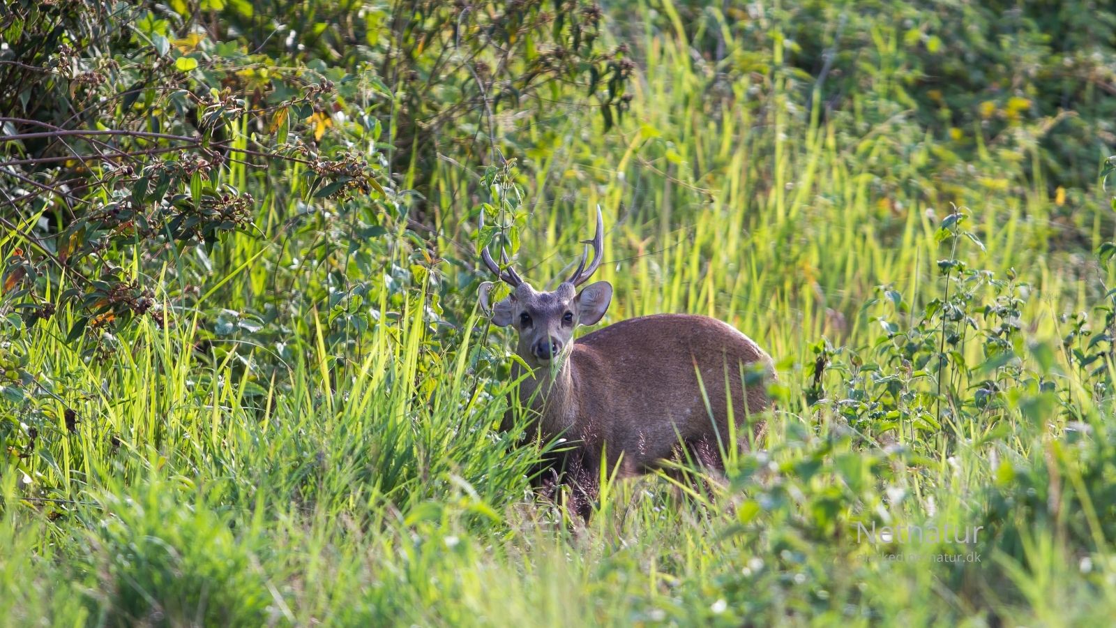 Hog deer11