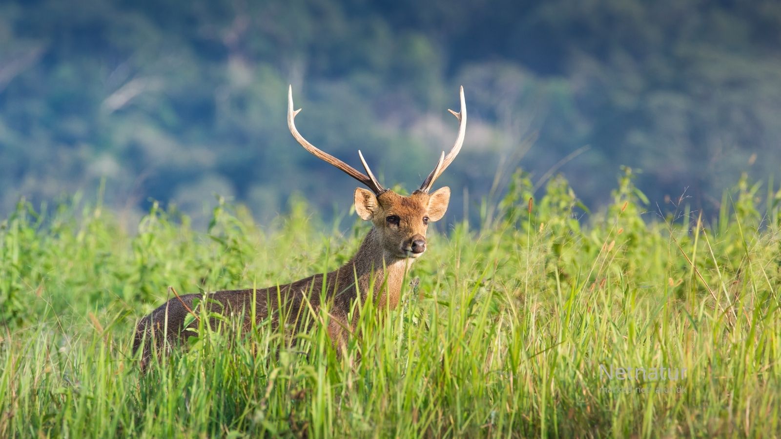 Hog deer12
