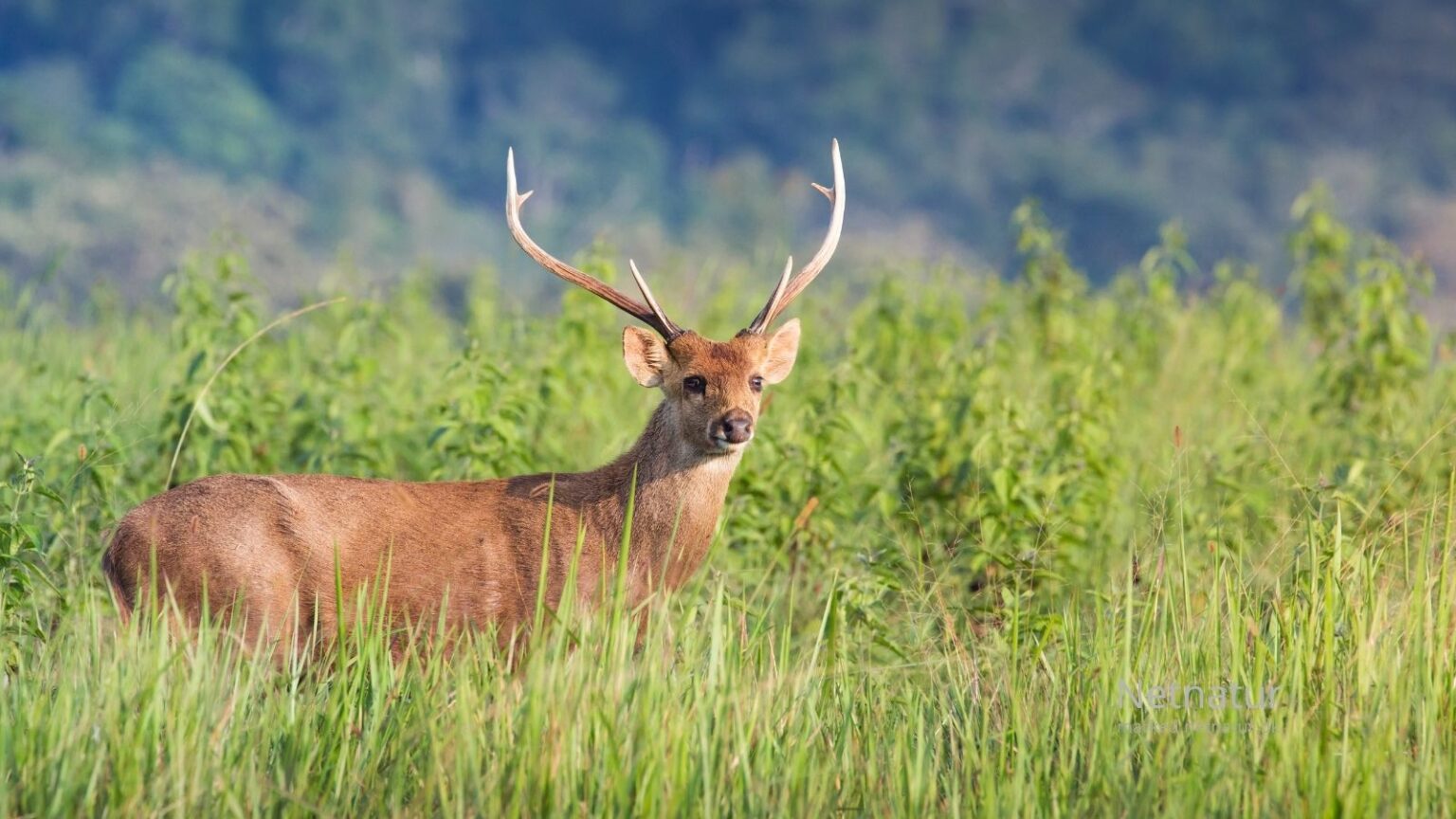 Hog-deer15-1