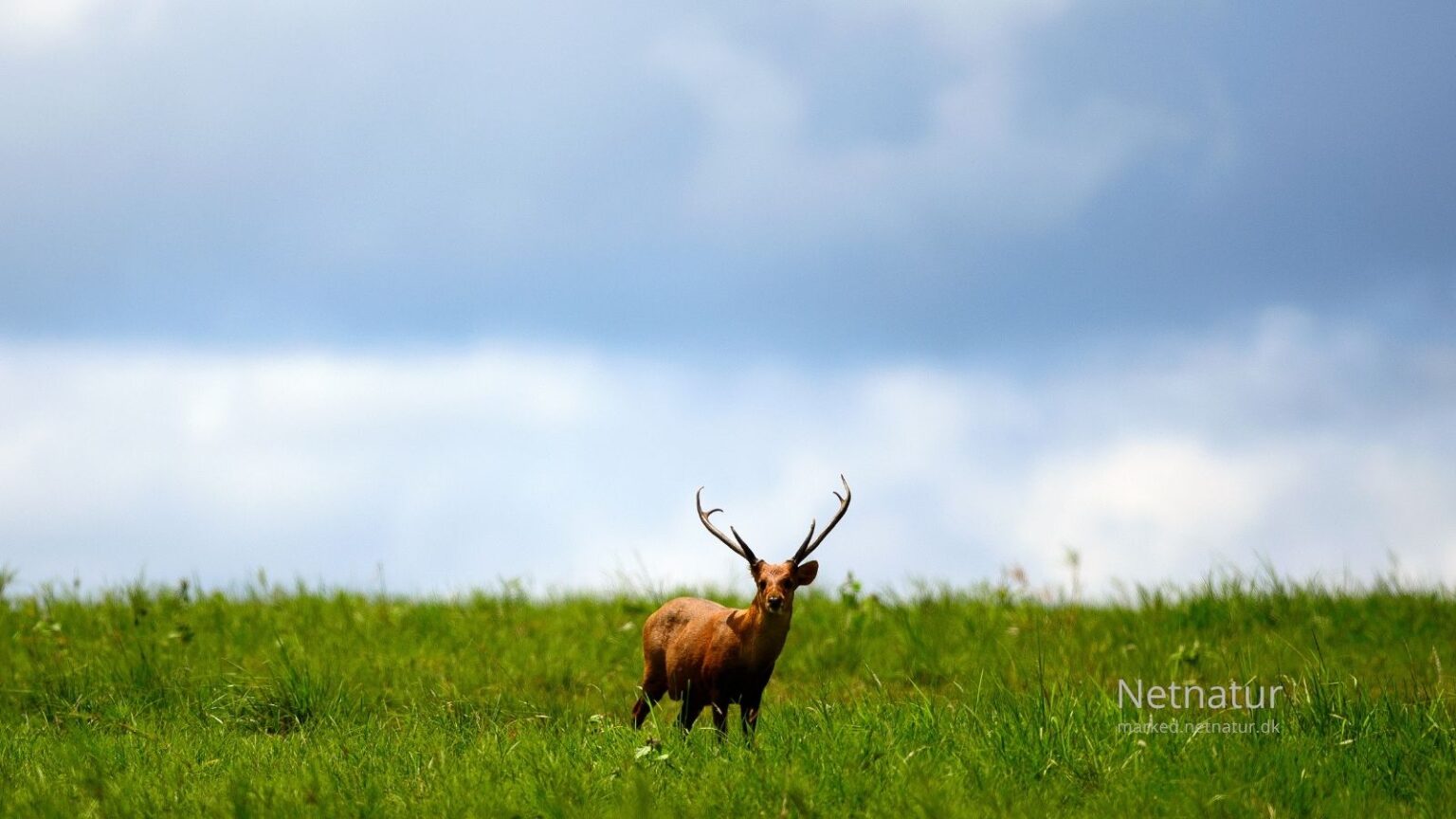 Hog deer18