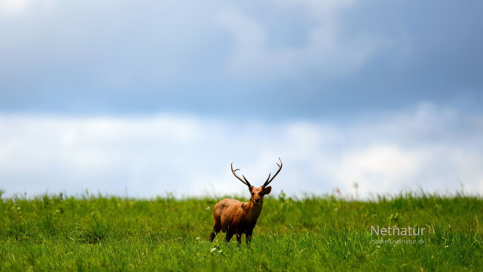 Hog deer18