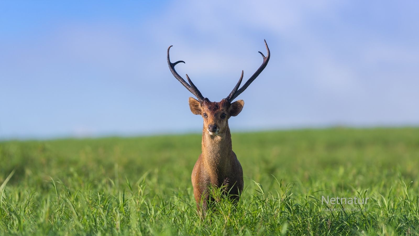 Hog deer26