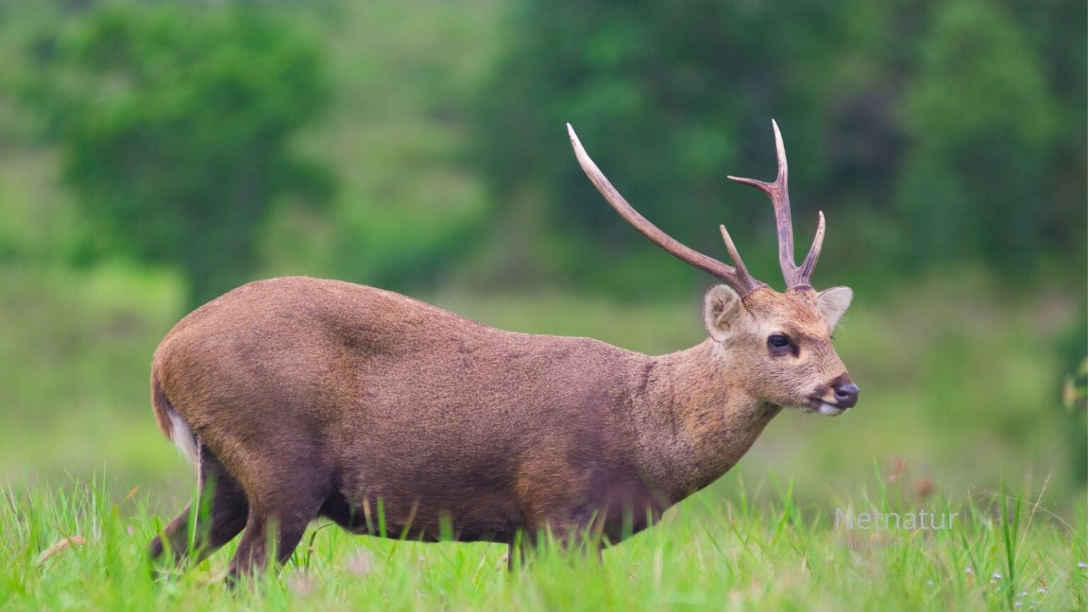 Hog deer30