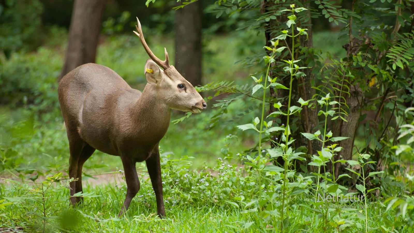 Hog deer33