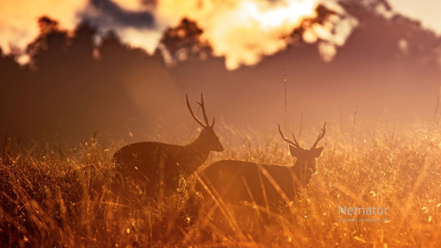 Hog-deer35-1