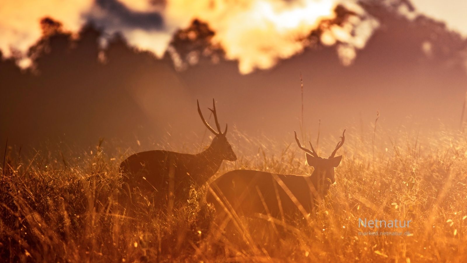Hog-deer35-1