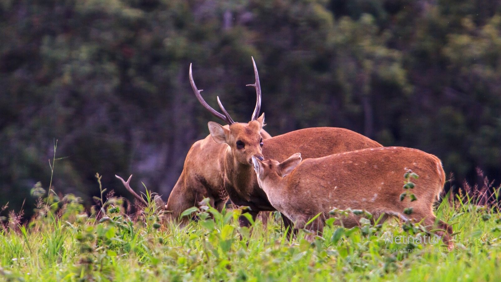 Hog-deer7-1